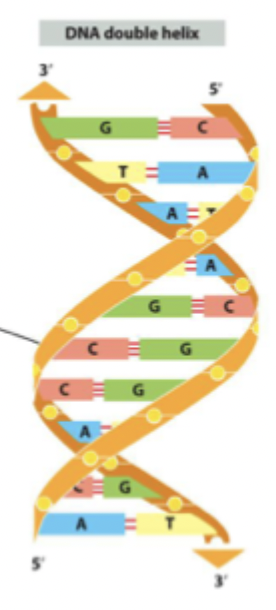 <p>the double helix is held in place by hydrogen bonding between complementary base pairs (C and G 3 hydrogen bonds) and (A and T 2 hydrogen bonds) </p>