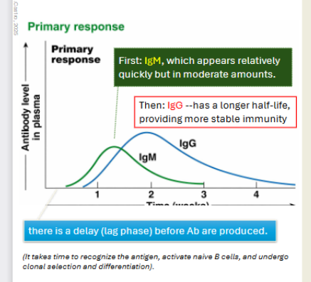 <p>Low concentration of plamsa cells generally</p><p></p><p>Immunoglobin M will be faster acting, then IgG acts. </p>