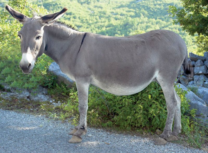 <p>“packing horses”, capable of dragging carts etc</p><p>Mules are sterile</p><p>Mules ears are usually up high</p>