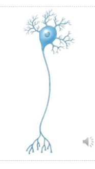 <p>Multipolar Neuron</p>
