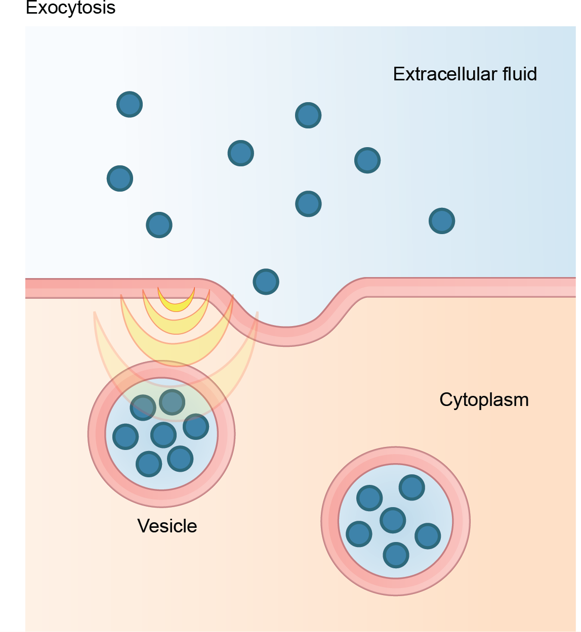 <p>Cells are capable of moving large quantities of substances into and out of the cytoplasm </p>