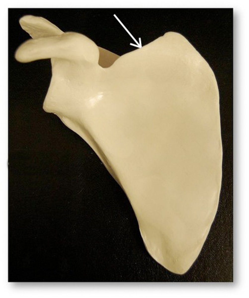 <p>BLANK of the scapula</p>