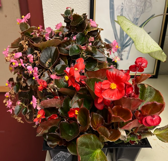 <ul><li><p>very herbaceous plants</p></li><li><p>feels rubbery</p></li><li><p>can be fragrant</p></li></ul><p></p>