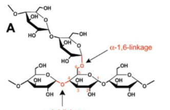 <p><strong>Very highly branched </strong>(more so than starch) Glc storage homopolymer for animals. Primarily&nbsp;(<span>α 1&nbsp;→ 4) but branching occurs every 8-14 residues where an&nbsp;</span>(<span>α 1&nbsp;→ 6) links together two chains. Forms roughly spherical structures with a protein in the middle. Many non-reducing ends, protein attaches to the single reducing end (no more reducing?)</span></p>