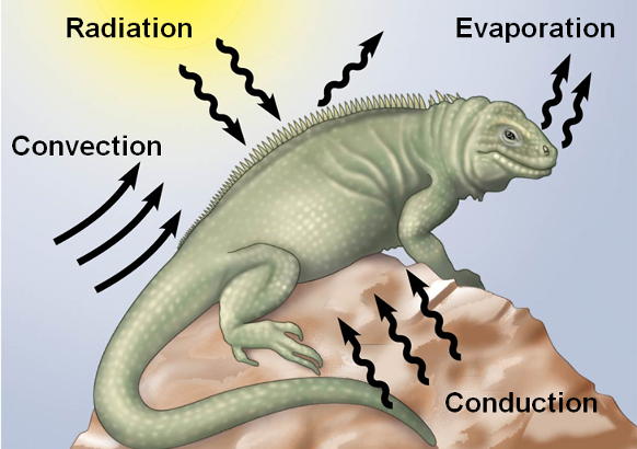 <p>Physical process to exchange heat (4)</p><ul><li><p>Pokikilotherm: body temp varies with envir</p></li><li><p>homeotherm: constant body temp</p></li></ul><p></p>