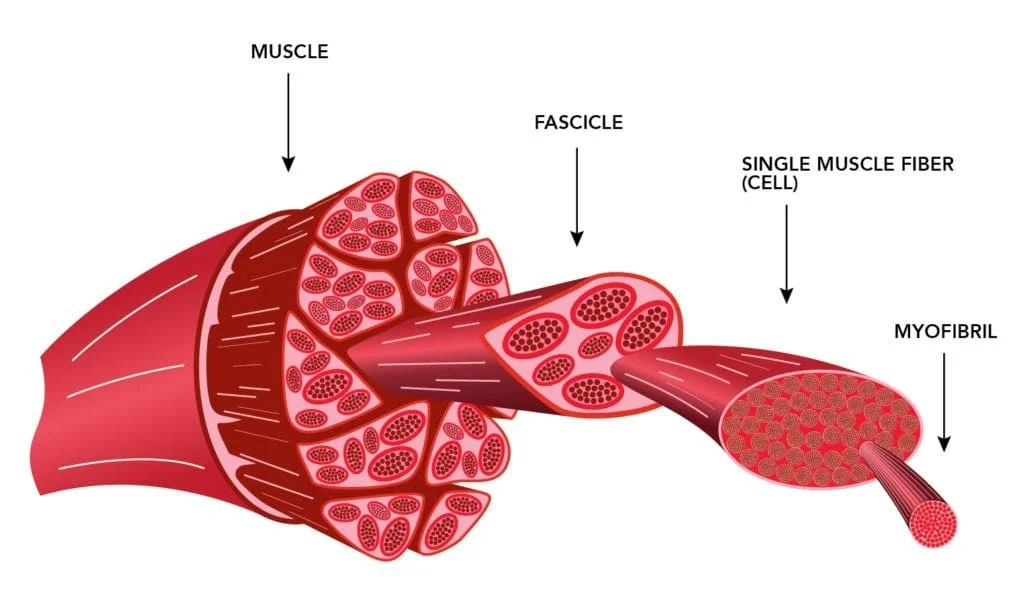 <p>Elongated, string-like muscle cells that make up muscle tissue.</p>