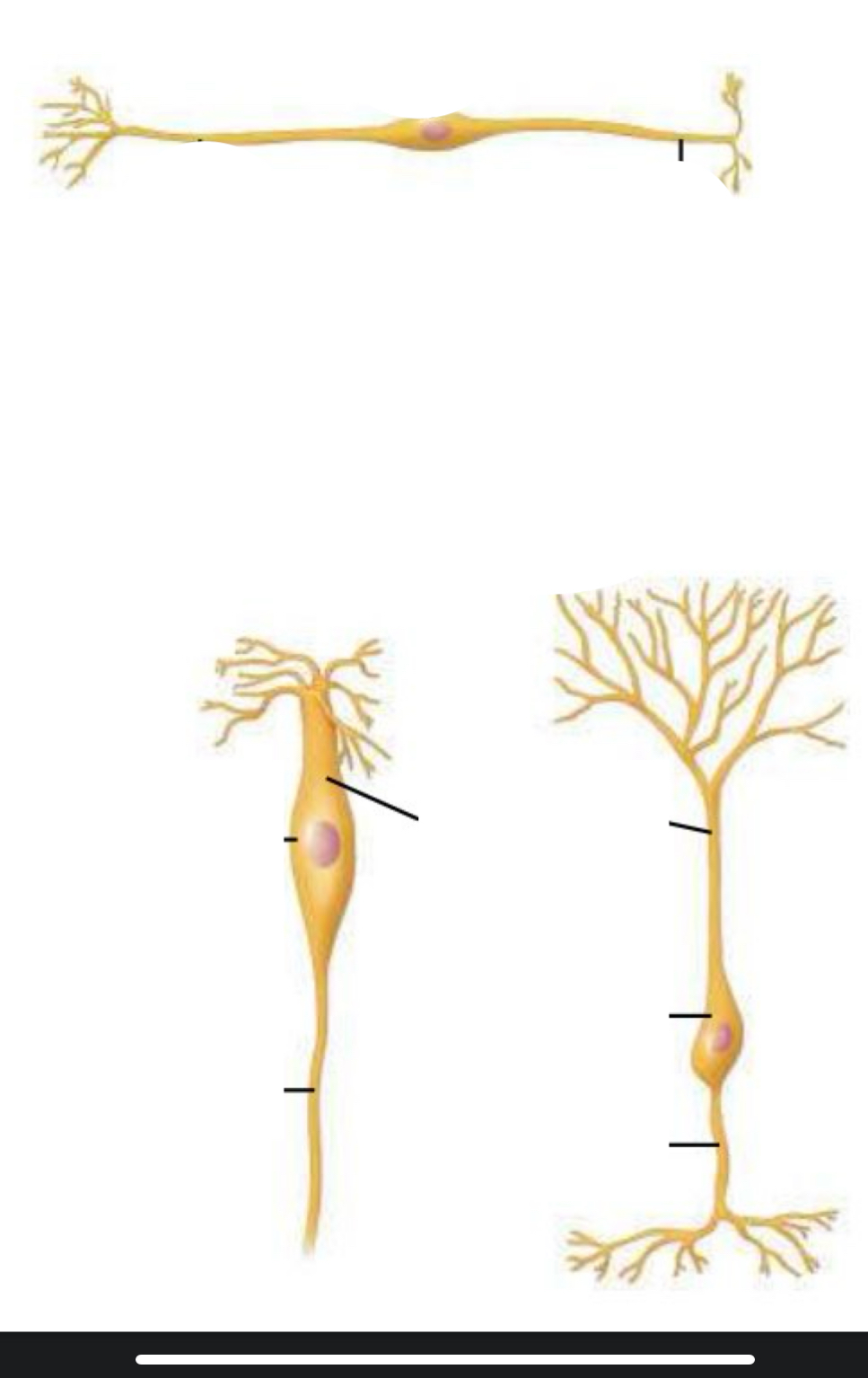 <p><span style="line-height: 22.0875px;">Identity neuron type and location </span></p>