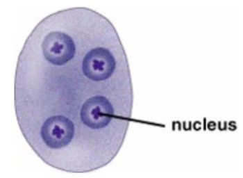 <p>Endolimax nana: Cyst</p>