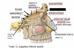 <p>What is blacked out (nerve)</p>