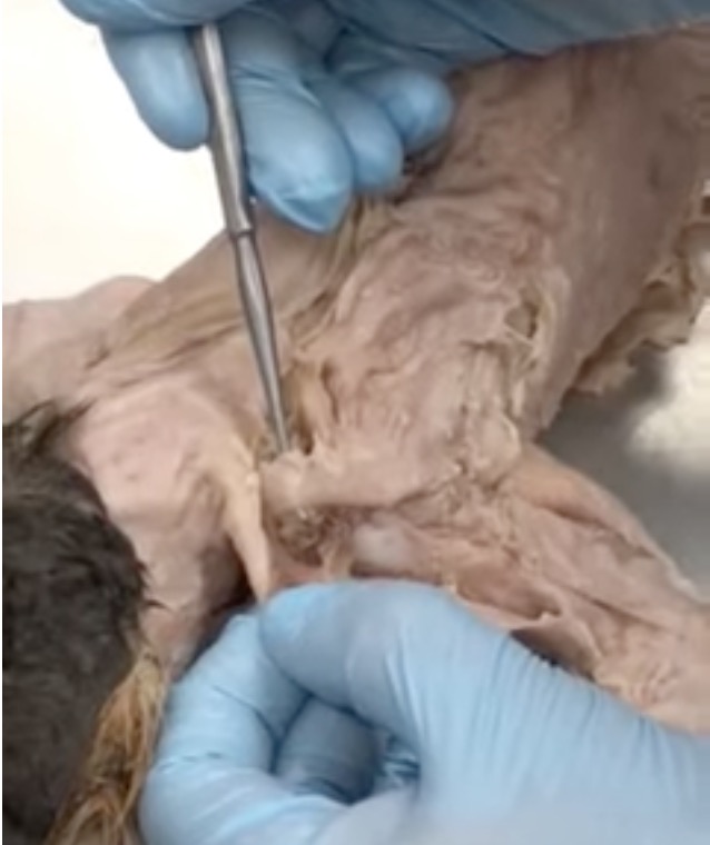 knowt flashcard image