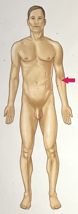 <p>identify the body region</p>