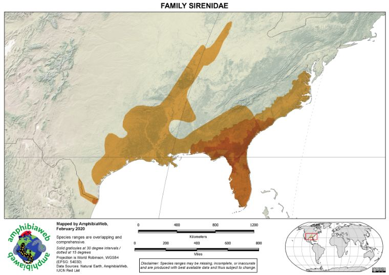 <p>-southeast, eastern NC- coastal</p><p>-no limbs</p><p>-4 toes on each foot</p><p>-Siren Intermedia</p><p>-Siren lacertina</p>
