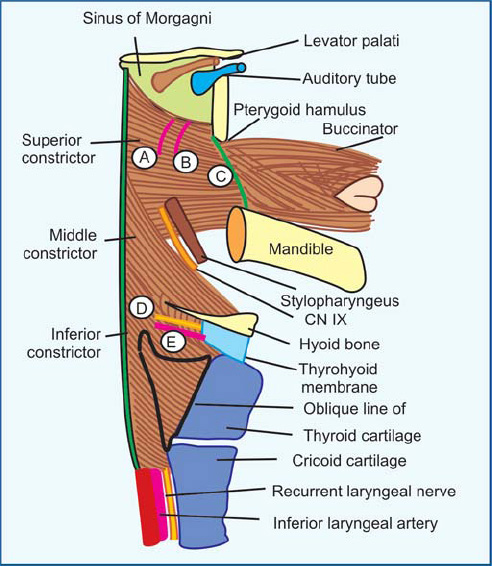 <p>-non muscular area lateral to the pharyngeal tubercle in which the pharyngeal wall is made up mostly of the pharyngobasilar fascia </p><p>-occurs as the upper border of the superior constrictor doesn’t reach the skull base except at the midline</p>
