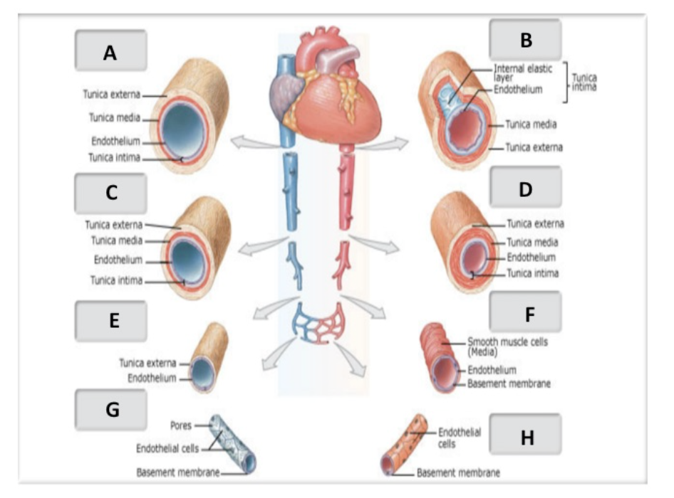 <p>medium sized vein</p>