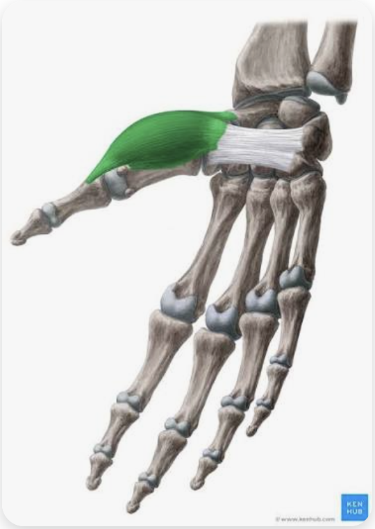 <p>O: (do not need to know)</p><p>I: (do not need to know)</p><p>A: Abduction of digit 1</p><p>N: Median nerve</p><p><strong>(Note: most lateral/superficial of the hand muscles)</strong></p>