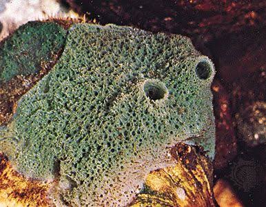 <p>What phylum, class, and genus is this?</p>