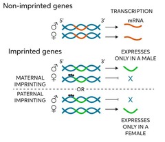 <p>Expression of genes depending on parental origin.</p>