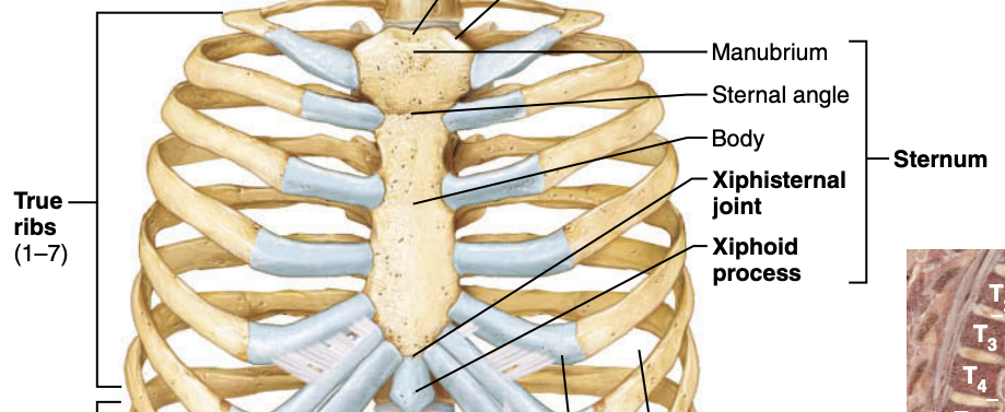 <p>What are true ribs?</p>
