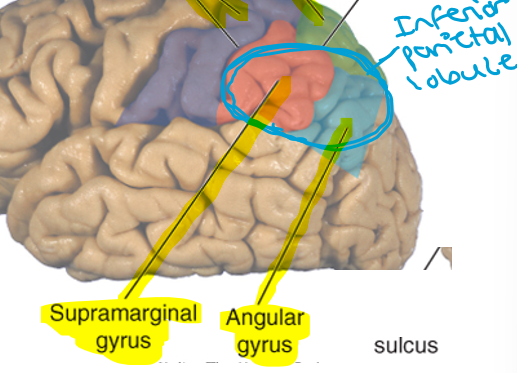 <ol><li><p>Supramarginal gyrus</p></li><li><p>Angular gyrus</p></li></ol><p></p>