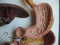 <p>Name this organ</p>