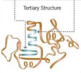 <p>Overall 3D shape of polypeptide</p>