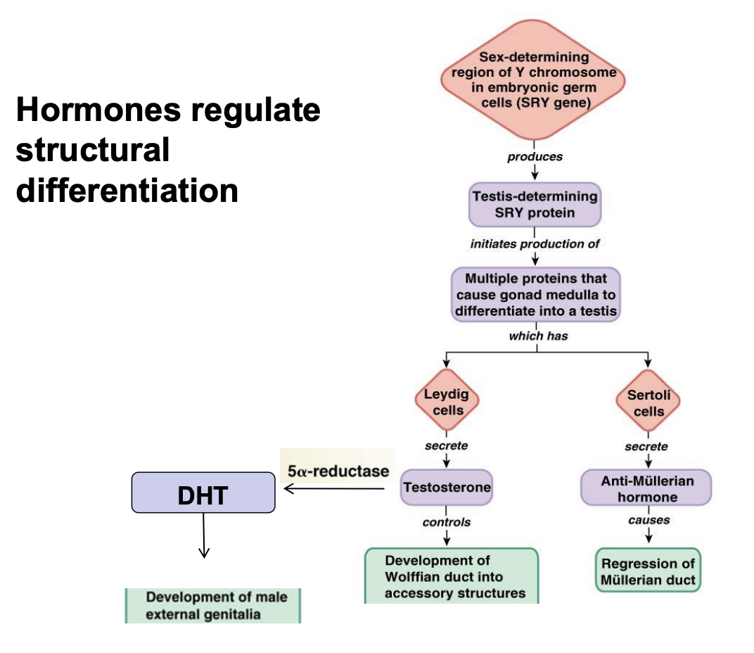 <ul><li><p>SRY gene</p></li><li><p>the SRY protein initates the production of the gonad mendulla to differentiate into the testis</p><ul><li><p>Leydig secrete testosterone</p></li><li><p>Sertoli cel secret AMH</p></li></ul></li></ul><p></p>
