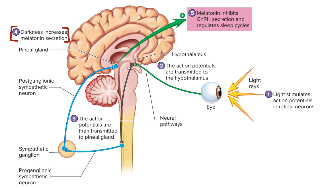 <p>Regulation of Melatonin Secretion from the Pineal Gland</p>