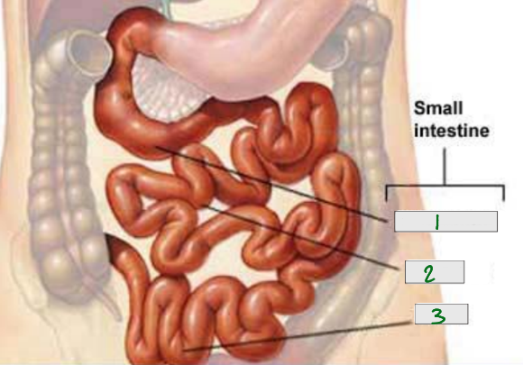 <p>What is 3 pointing to?</p>