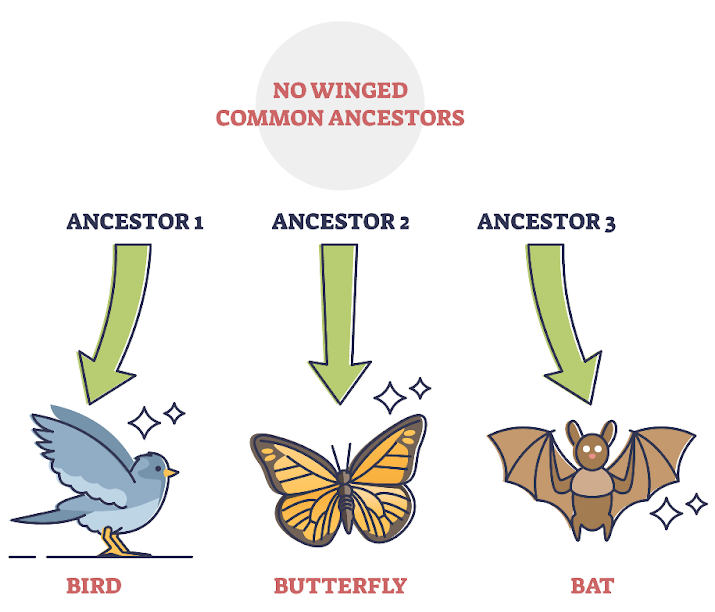 <p>Two separate species in different areas evolve to look or behave in a similar manner </p>