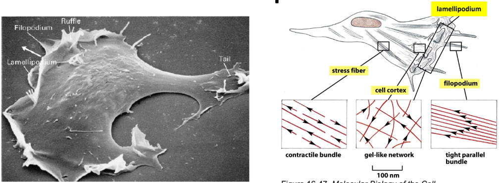 <p><strong>Fibroblast</strong> = cell of connective tissue</p><p><strong>Leading edge</strong> = dynamic, forward-facing protrusive edge of migrating cell that drives forward motion</p><ul><li><p><strong>Lamellipodia</strong> = thin sheet-like structures</p></li><li><p><strong>Filopodia</strong> = thin needle-like structures </p><ul><li><p>Push plasma membrane forward by adhering to substrate or sweeping over top of cell as a ruffle</p></li></ul></li><li><p><strong>Stress fibers</strong> = cell adhesion + contraction</p></li></ul><p></p>