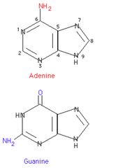 <p>*Double-ringed* nitrogenous bases; refer to adenine and guanine</p><p>Helpful memorization tool: Pure As (adenine) Gold (guanine)</p>
