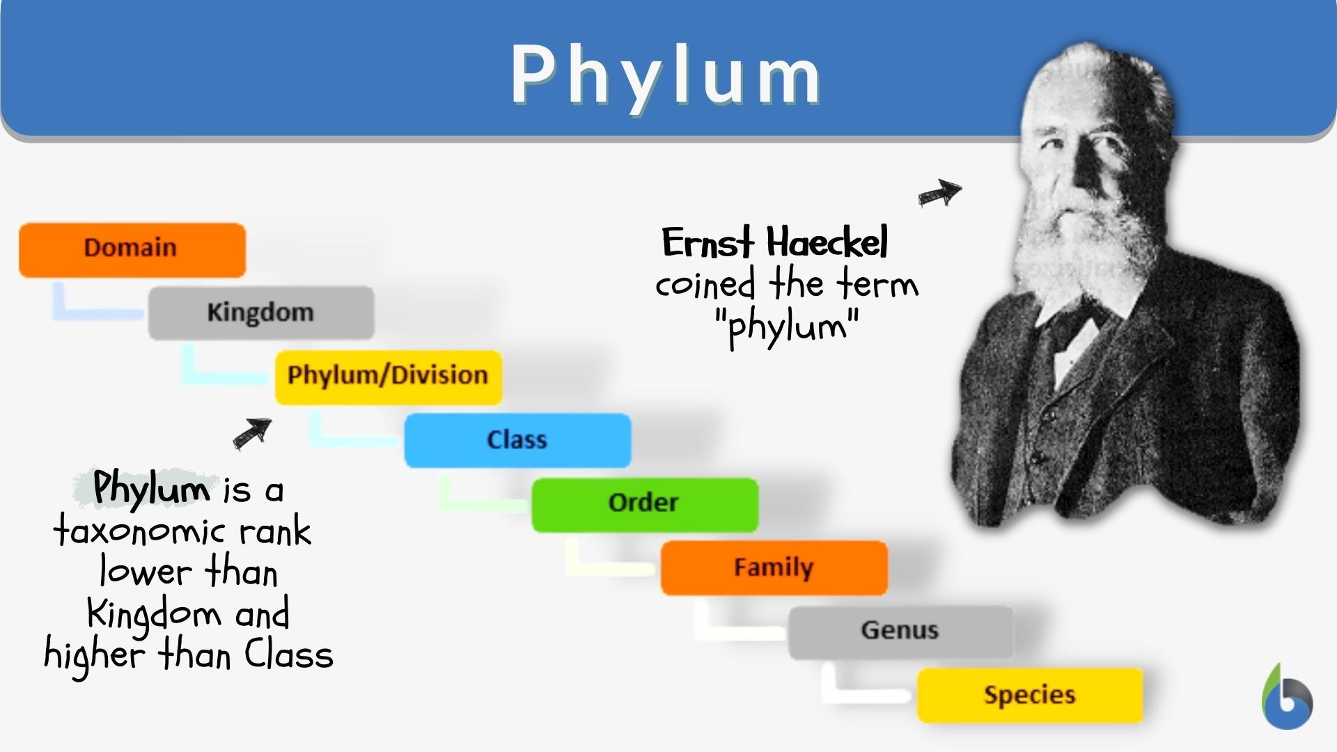 <p>phylum</p>