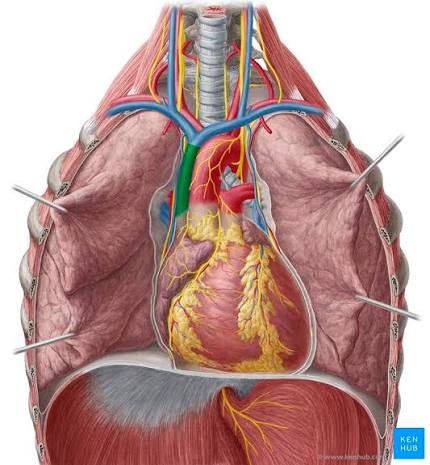 <p><span>a large vein that carries deoxygenated blood from the head, neck, upper limbs, and upper thorax back to the heart. It empties directly into the </span><a target="_blank" rel="noopener noreferrer nofollow" class="link" href="chatgpt://generic-entity?number=0" data-prevent-progress="true"><u><span>right atrium</span></u></a><span>.</span></p>
