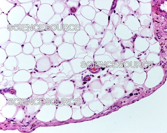 <p>What tissue is this?</p>