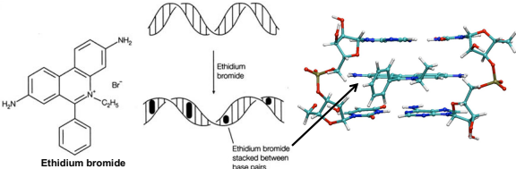 <ul><li><p>ethiduim bromide (EthBr)</p><ul><li><p>intercalating agent used to visualize DNA on agarose gels </p></li><li><p>intercalates between bases, becoming intensely fluorescent when exposed to UV light</p></li></ul></li></ul><ul><li><p>Flat aromatic molecules such as acridines can intercalate between adjacent base pairs in the DNA double helix. Their presence can lead to the insertion or deletion of one or more base pairs.</p></li></ul><p></p>
