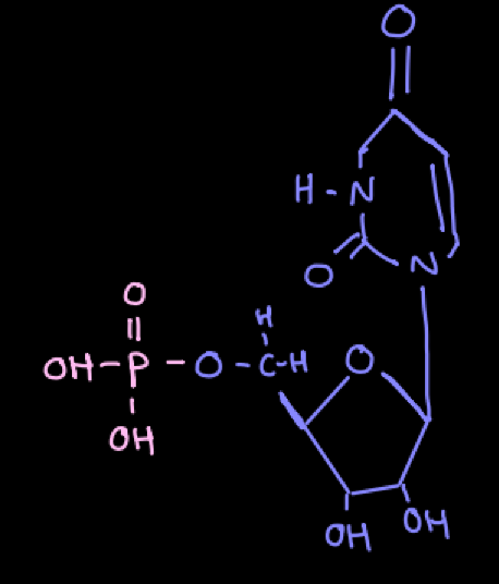 <p>carbon 5 of the pentose</p>