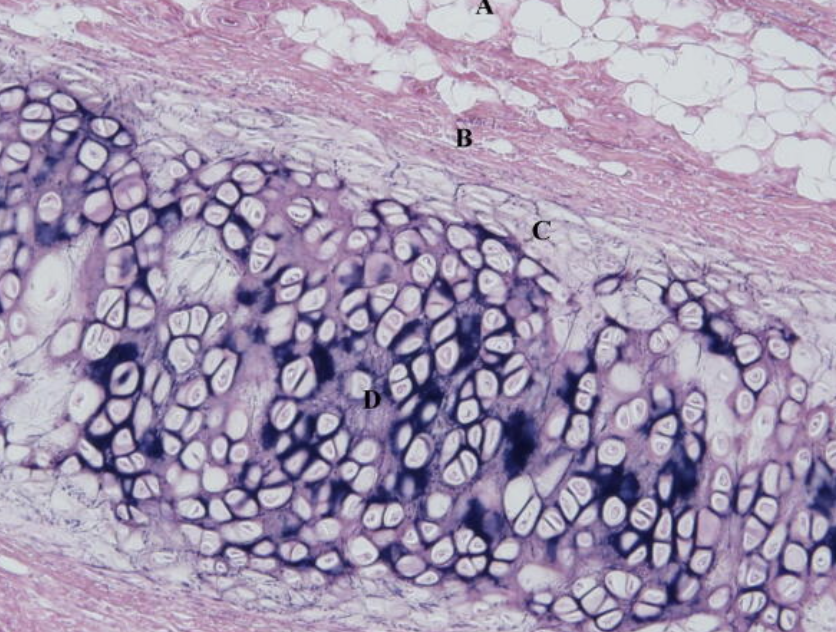 <p>A <strong>flexible</strong> type of connective tissue <strong>packed with elastin fibers</strong> that allows body structures to <strong>bend repeatedly and return to their original shape</strong>.</p><p><strong>Found in:</strong> Ear, auditory tubes, epiglottis, larynx</p><p><strong>Contains</strong>: Elastic fibers, chondrocytes, perichondrium</p>
