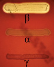 <p><strong>Alpha:</strong> partial/incomplete hemolysis, <span>green/brown, cloudy halo</span></p><p><strong>Beta: </strong>complete hemolysis, clear, transparent zone</p><p><strong>Gamma: </strong>no hemolysis, no change in media</p>