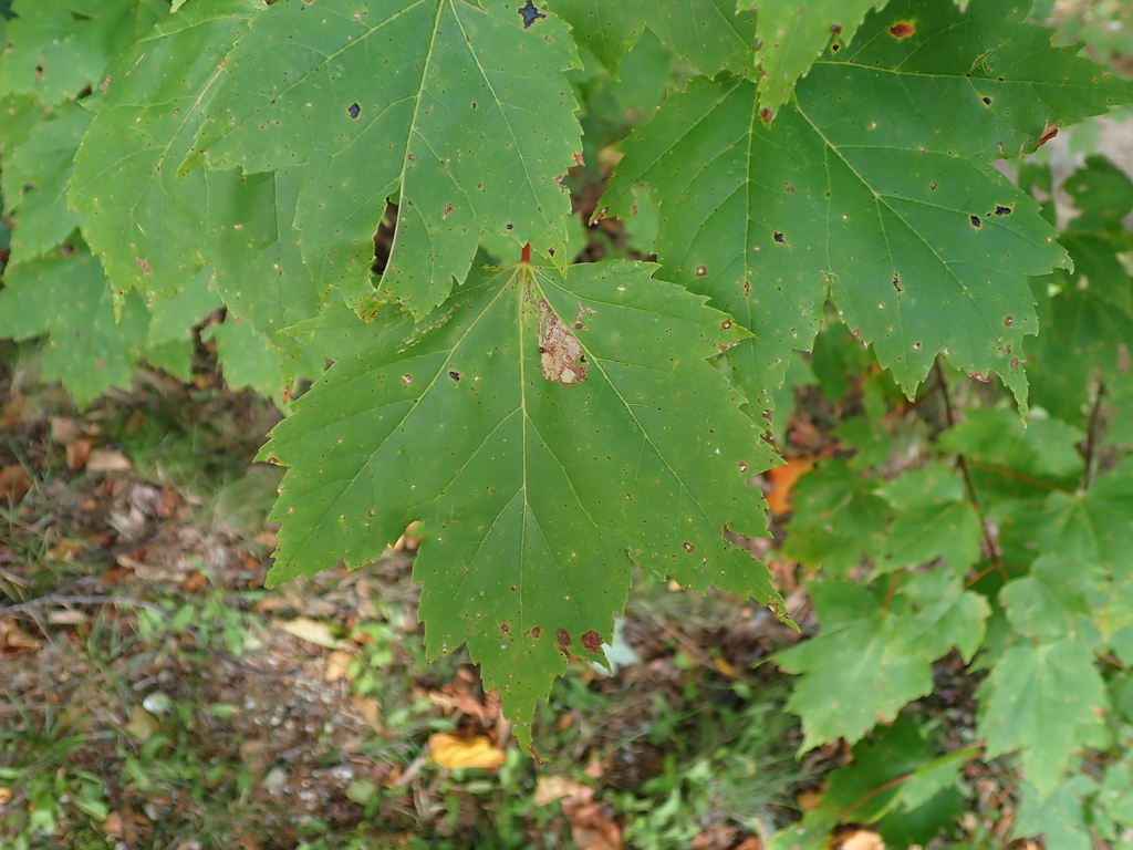 term image