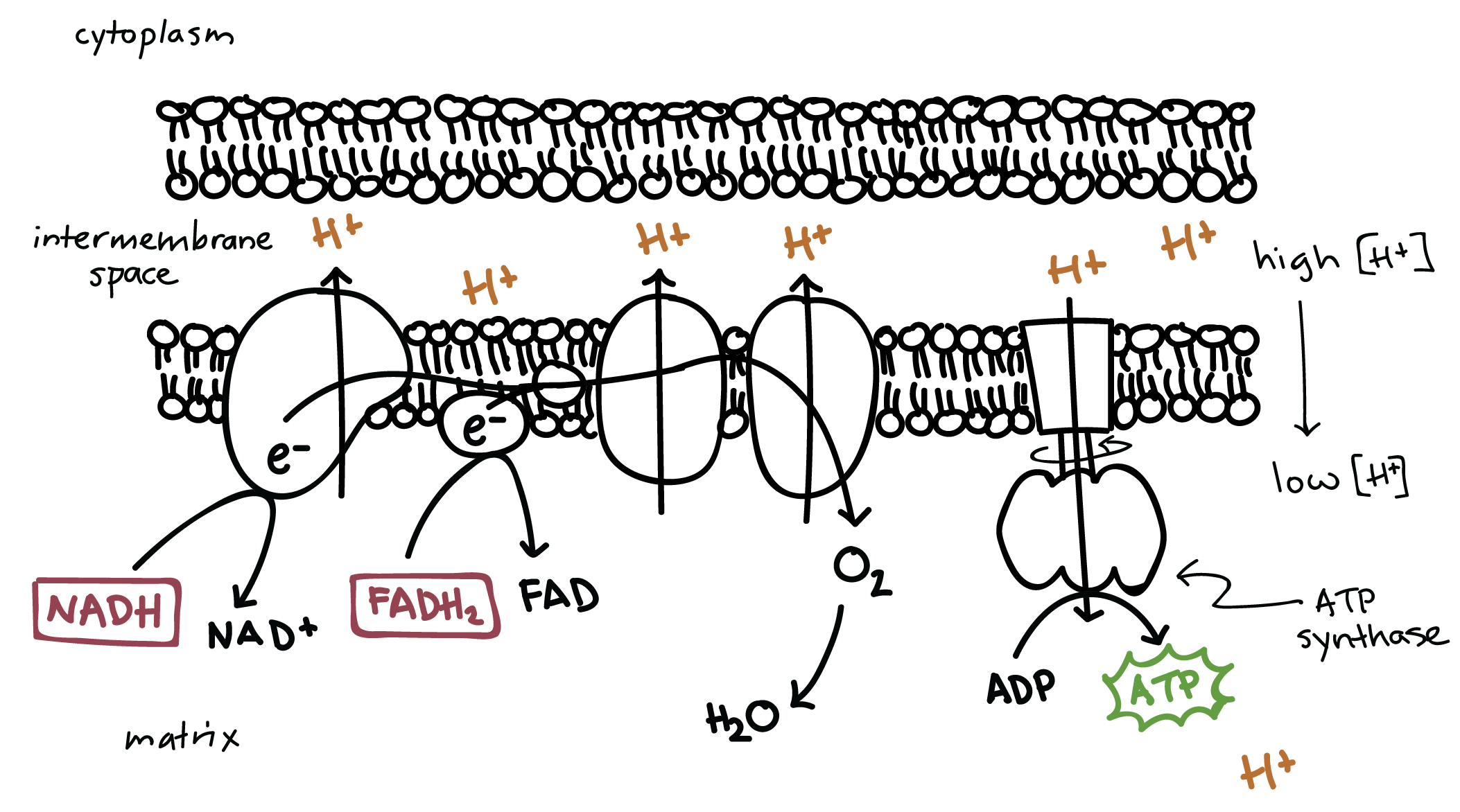 <p><em>→ a proton pump coupled to a facilitated diffusion channel catalyzes the synthesis of ATP</em></p><ul><li><p>occurs in the mitochondria after the electron transport chain, forming ATP <strong>INDIRECTLY</strong></p></li></ul><p></p>