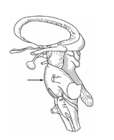 <p><span style="background-color: transparent; font-family: "Times New Roman", serif;">Which of the following brain regions is indicated by the arrow?</span></p>