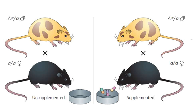 <p>explain the findings from the agouti mice </p>