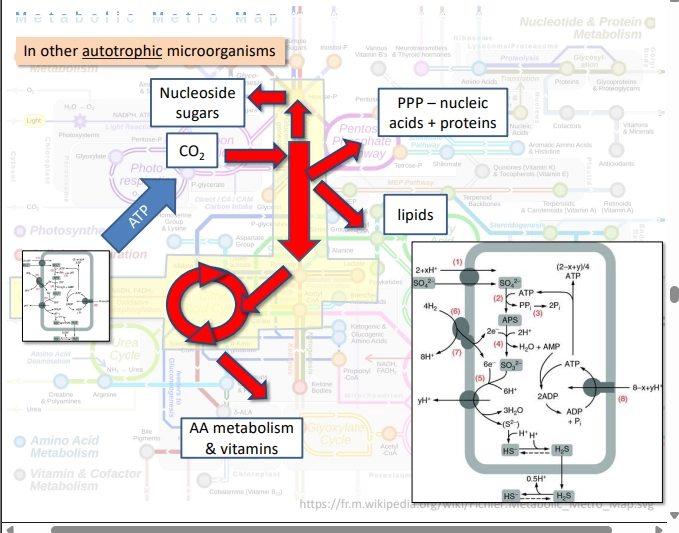 <ul><li><p>driving C generation by using ATP to put CO2 into glycolysis backwards, reversing this rxn, then putting it thru TCA in the correct direction</p></li><li><p>from this, nucleic acids, protons, nucleoside sugars (BIOMASS) can be generated!</p></li></ul><p></p>