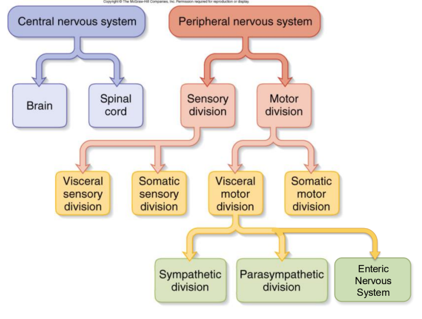 <ul><li><p>Two major anatomical subdivisions</p><ul><li><p>Central Nervous System (CNS)</p><ul><li><p>The brain and spinal cord are enclosed in bony coverings</p></li></ul></li><li><p>Peripheral Nervous System (PNS)</p><ul><li><p>Nerve: bundle of axons in connective tissue</p></li><li><p>Ganglion: swelling of cell bodies in a nerve</p></li></ul></li></ul></li></ul><p></p>
