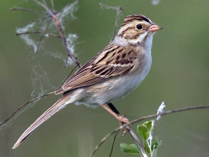 <p>clay-colored sparrow</p><p>buffy sparrow<br>white malar w/ black margins<br>gray collar around nape</p>