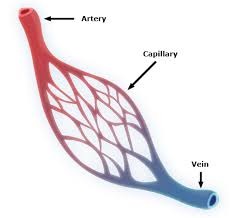 <p>Blood vessels that carry blood away from the heart (at high pressure)</p>