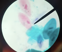 <p>Short, hair-like extensions covering the cell wall</p><p>ex.) paramecium</p>