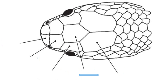 <p>Name the indicated scales</p>