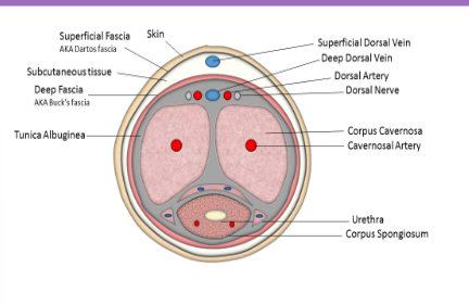 <p>Internal iliac arteries give rise to the internal pudendal arteries, bulbourethral artery, and ___________</p>