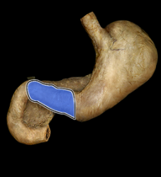 <p>tapers toward the pyloric sphincter at the distal end of the stomach</p>
